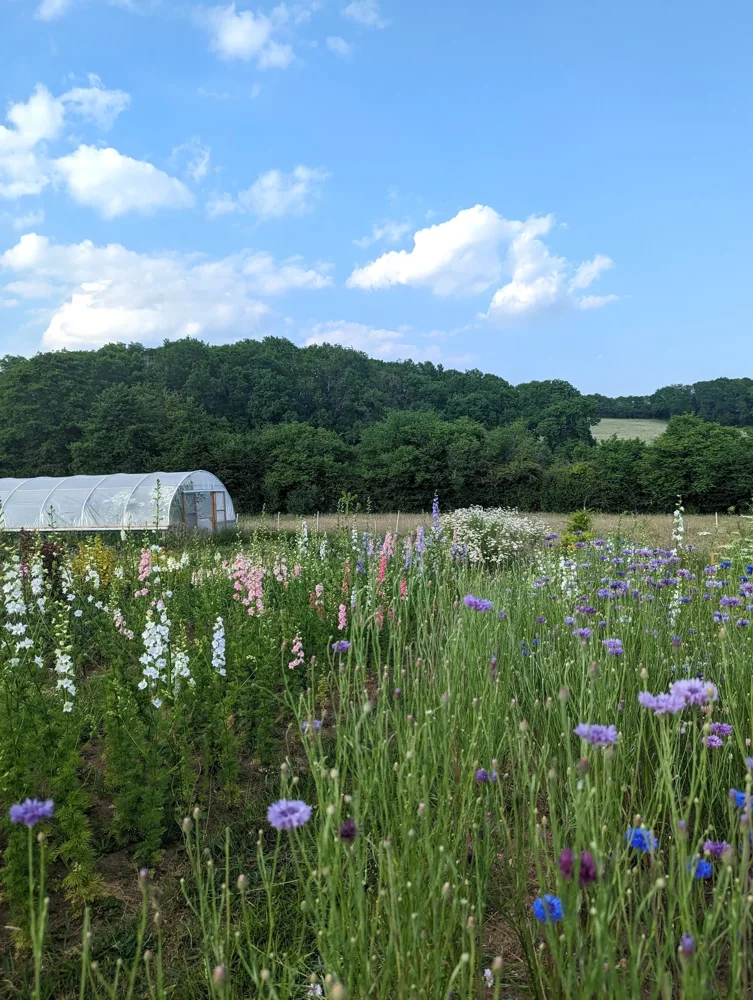 Flowers growing in the Wild at Dawn field